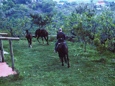 Oreste Giuseppe TERRANOVA